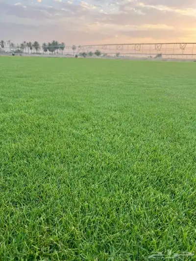 ثيل C2000 إنجيلة 5