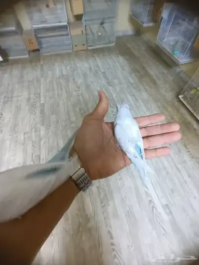 بادجي ولايف تم البيع 6