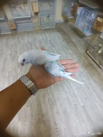 بادجي ولايف تم البيع 4