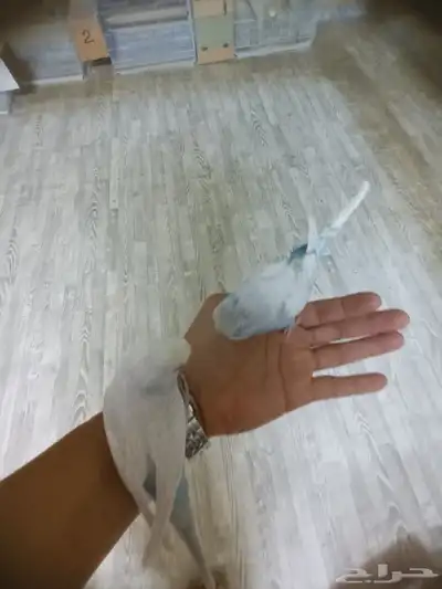 بادجي ولايف تم البيع 1