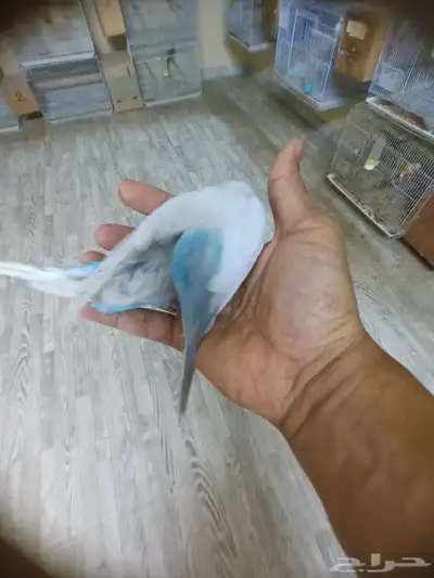 بادجي ولايف تم البيع 5