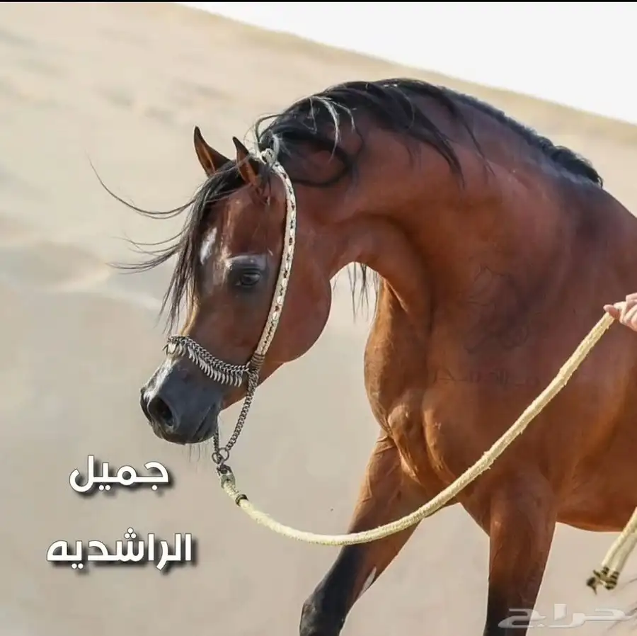 حصان واهو للبيع 3