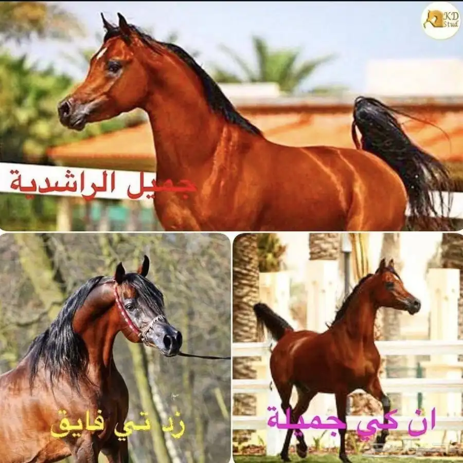 حصان واهو للبيع 4