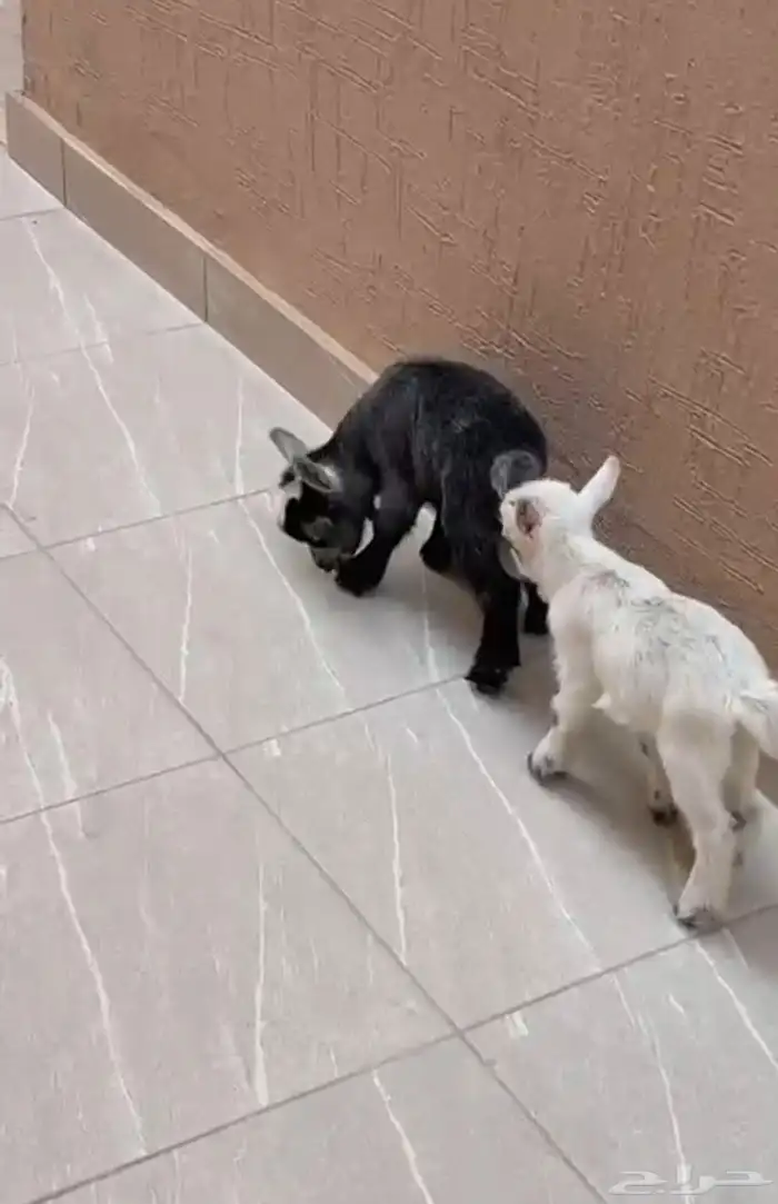ماعز قزم ذكور 1