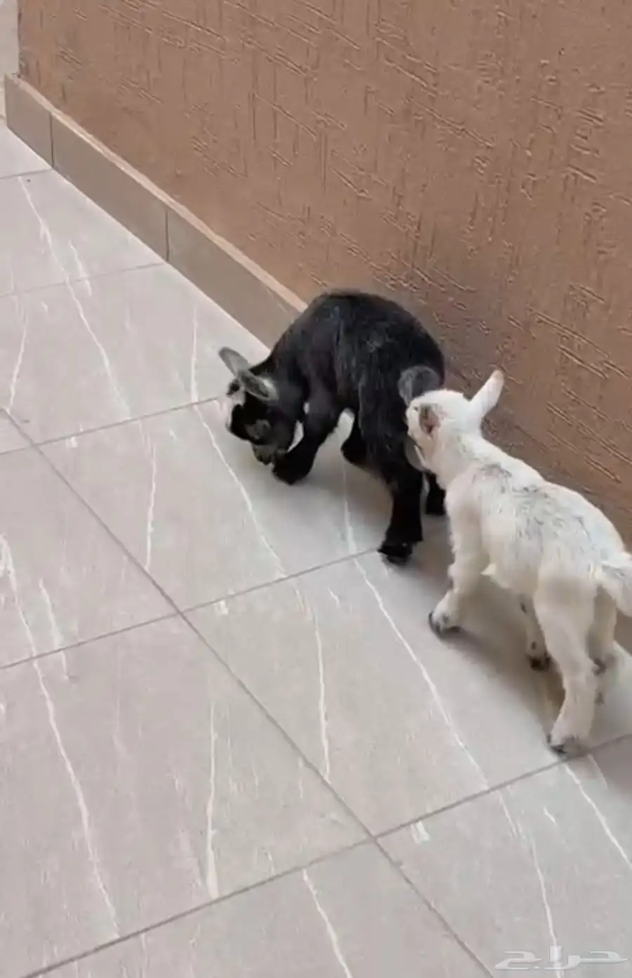 ماعز قزم ذكور 1