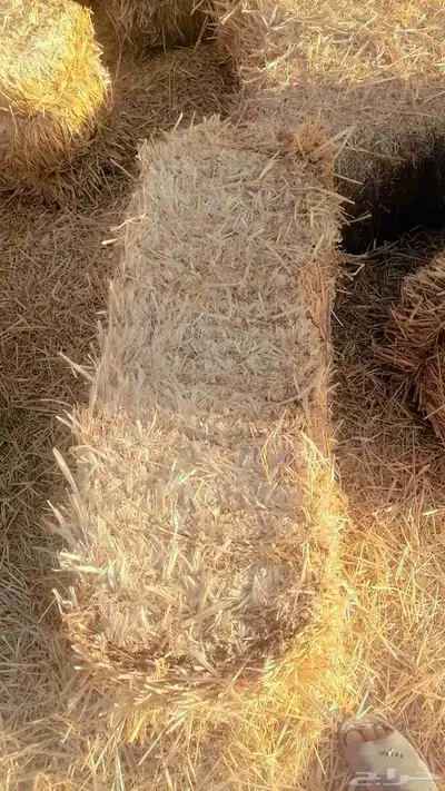 تبن بره شد متر لبنه جندير 1