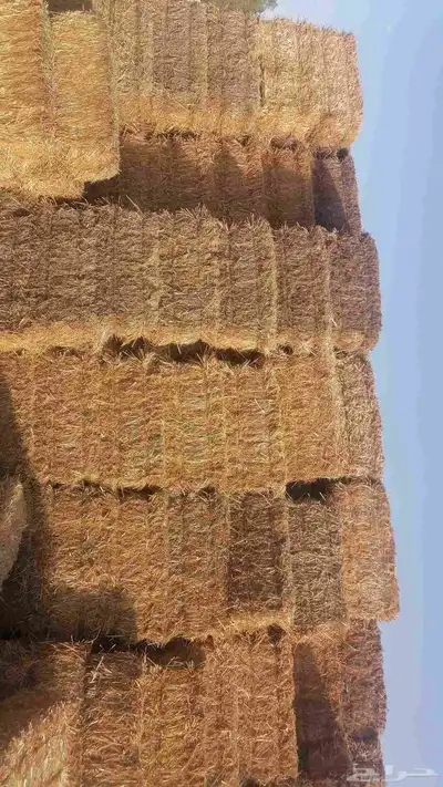 تبن بره شد متر لبنه جندير 2