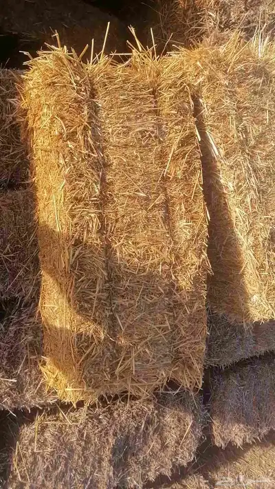 تبن بره شد متر لبنه جندير 4