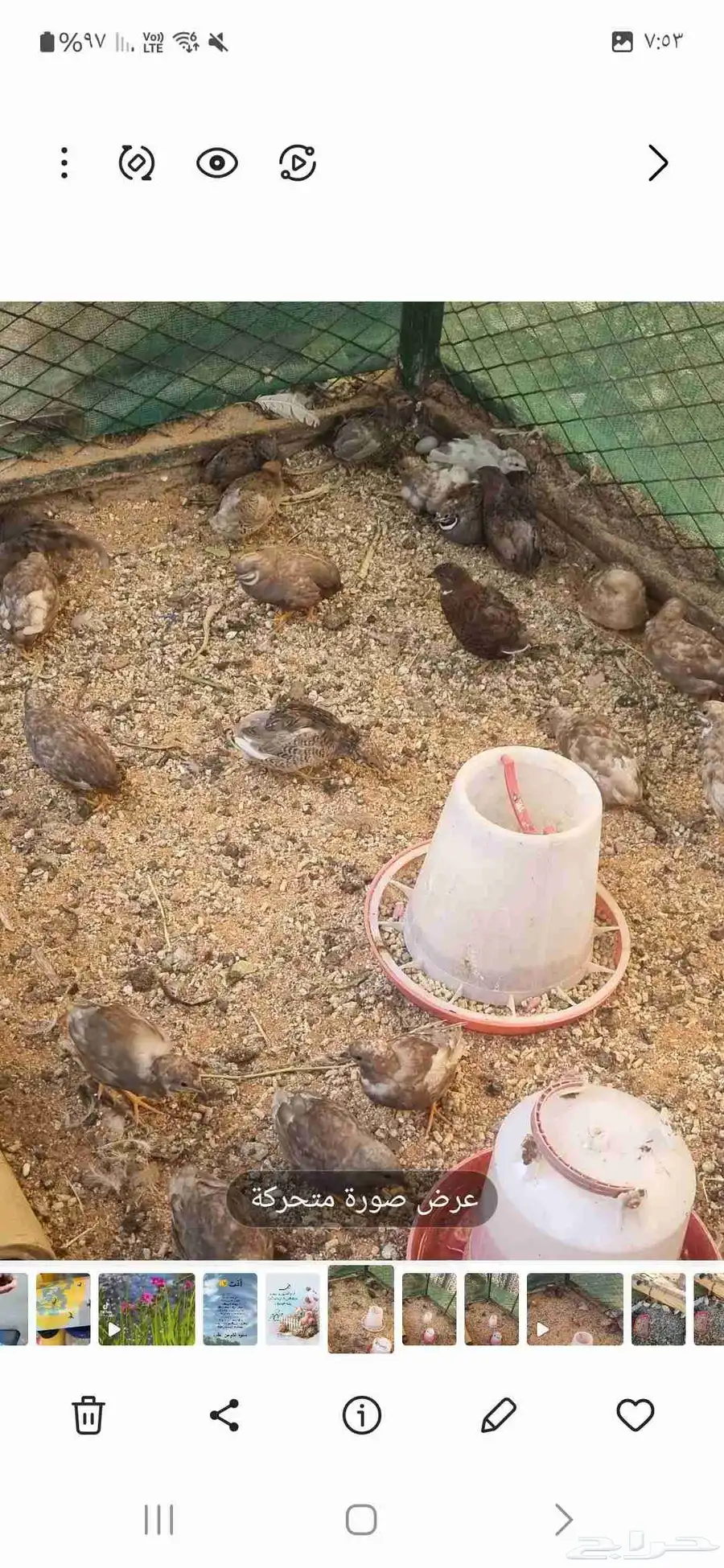 سمان صيني ملكي 1