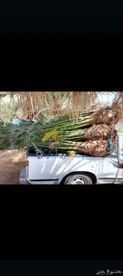 يوجد لدينا جميع انواع انخيل 7