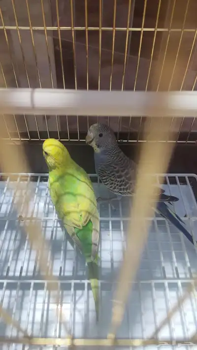 زوج بادجي النوع بادجي العدد 2 العمر حول الشهرين الى ثلاث 3