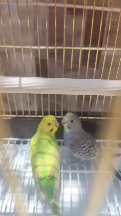 زوج بادجي النوع بادجي العدد 2 العمر حول الشهرين الى ثلاث 2