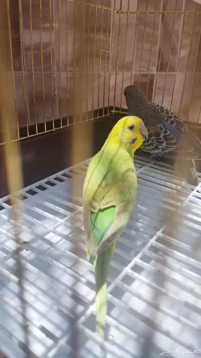زوج بادجي النوع بادجي العدد 2 العمر حول الشهرين الى ثلاث 1