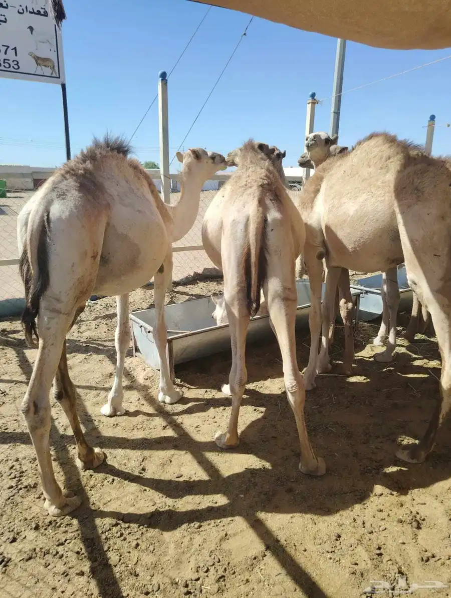 برابر وتيوس وسواكن 0
