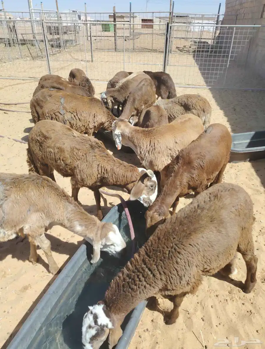 برابر وتيوس وسواكن 3