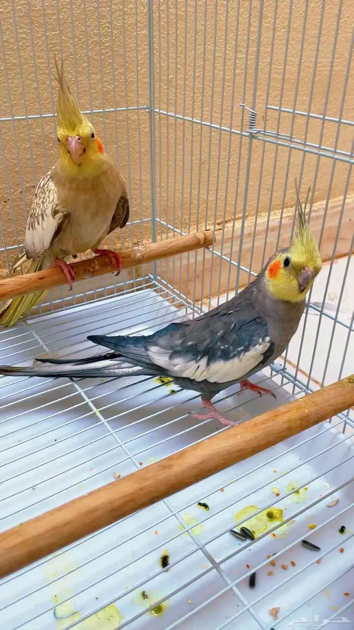 زوج كروان منتج 2