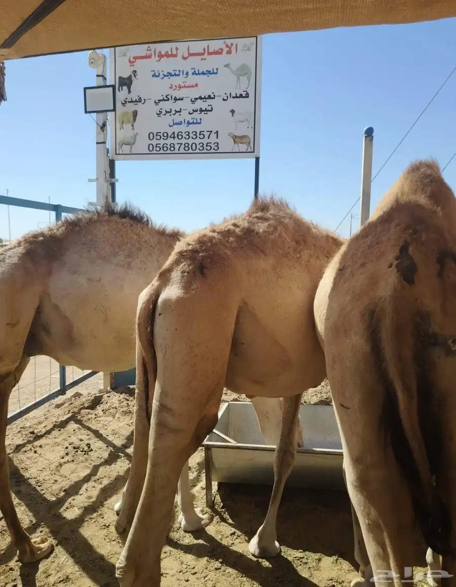 برابر وتيوس وسواكن 1