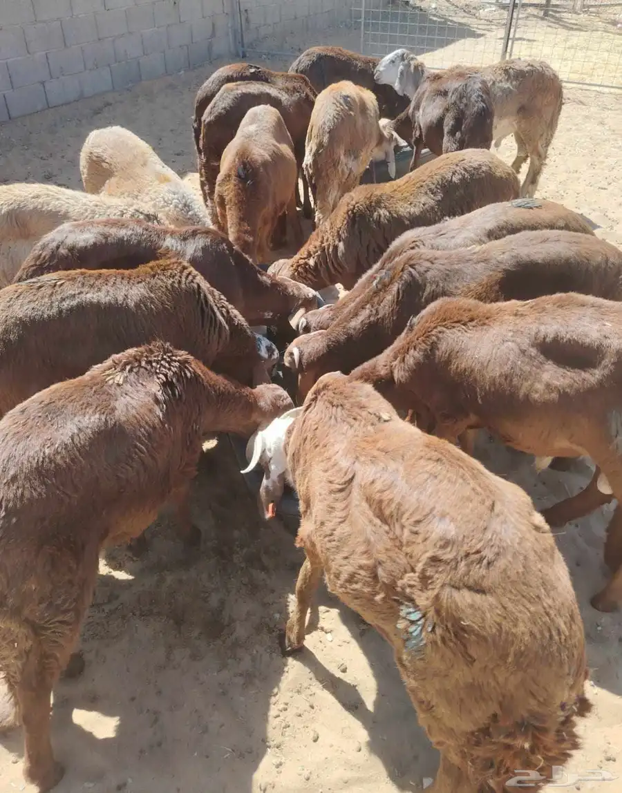 برابر وتيوس وسواكن 2