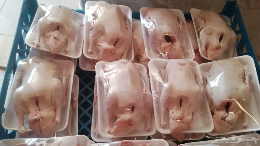 بط بكيني لحم للبيع 1