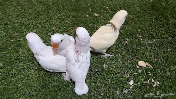 روز فروخ روز غر البينو قريبه فطام 7