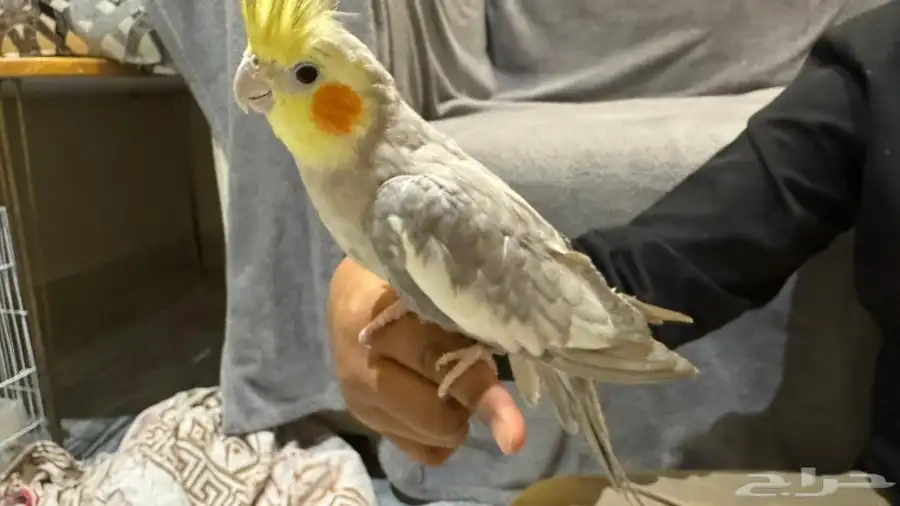 ببغاء كروان اليف 2