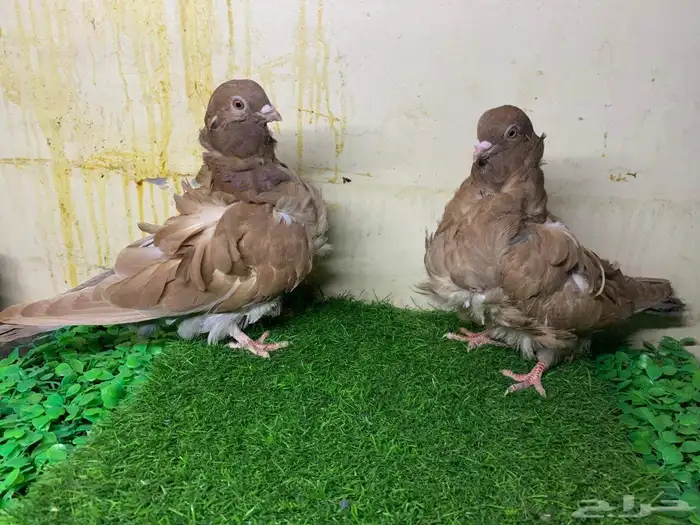 اللبيع حمام زوج كوشكى دابل وفر 2