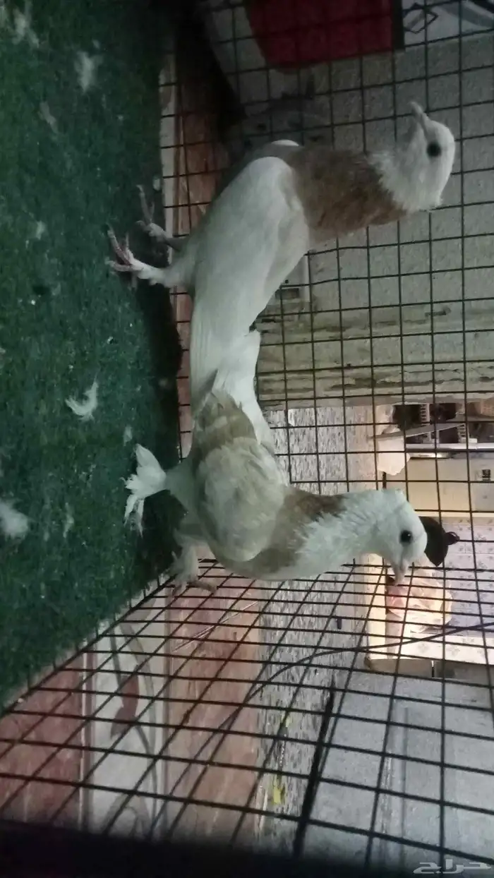 للبيع زوج ايراني 0