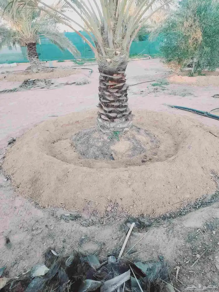 صيانه النخل تكريب تحويض قلع وغرس 3