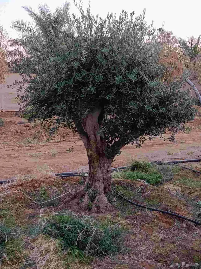 يوجد لديناء أشجار زيتون معمره ومحضن 8