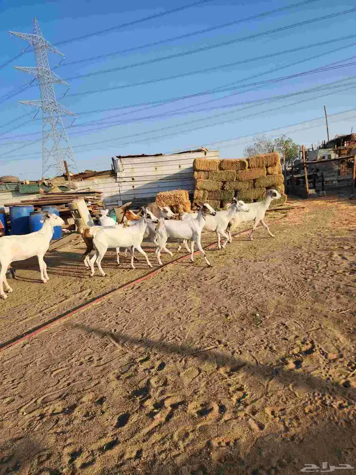 معزة بيشية تم البيع 3