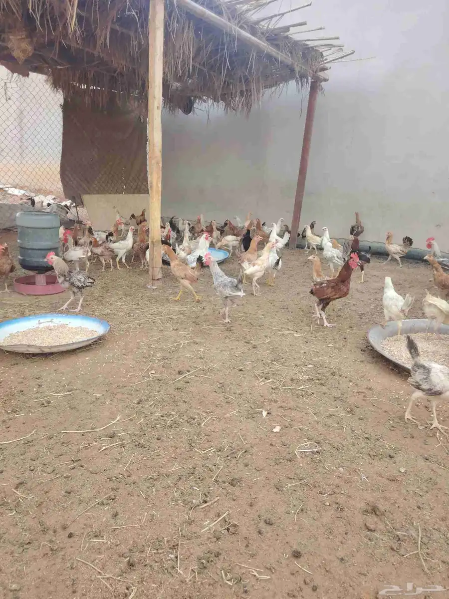 دجاج 3