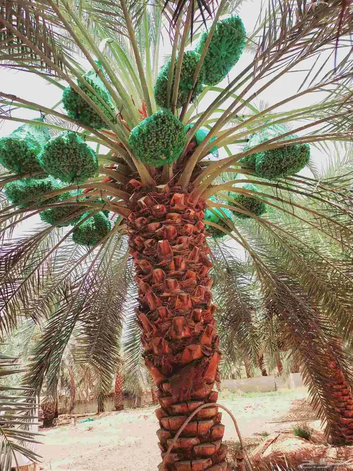 صيانه النخل تكريب تحويض قلع وغرس 8