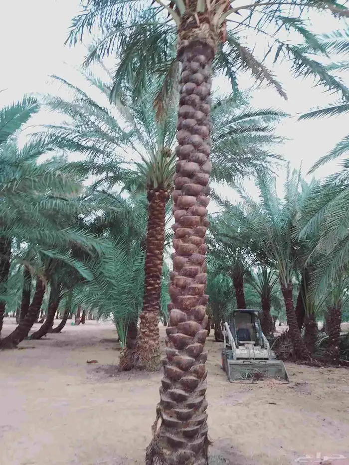 صيانه النخل تكريب تحويض قلع وغرس 5