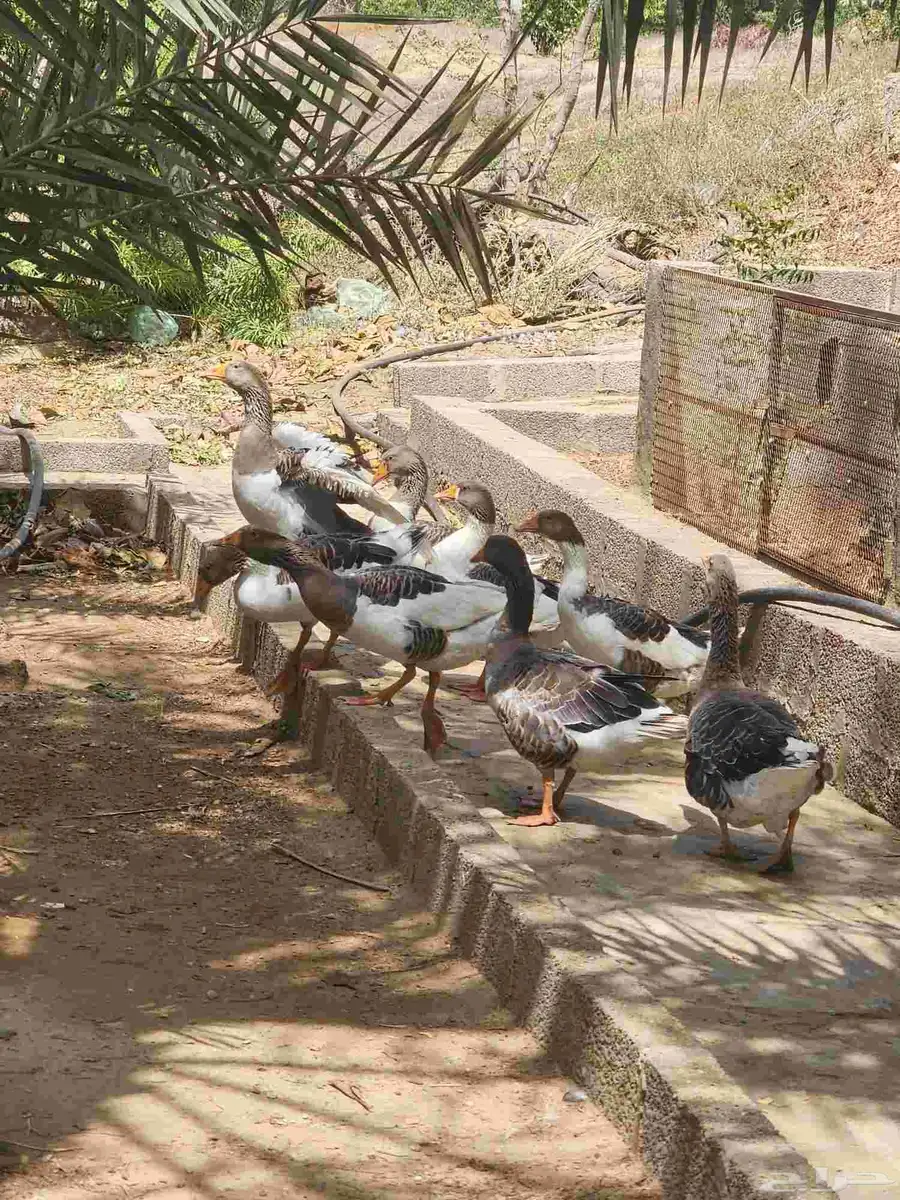 وزللبيع العدد6 الصحه سليمه ولله الحمد. السعر الواحده ب80 3
