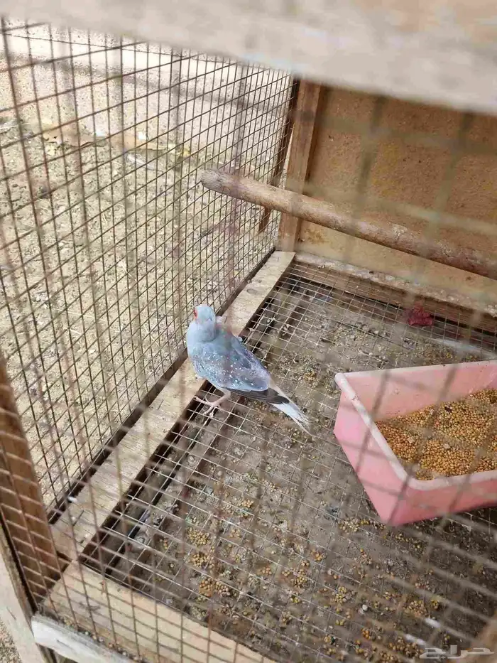 بيع الماسي ذكر للتبني 0