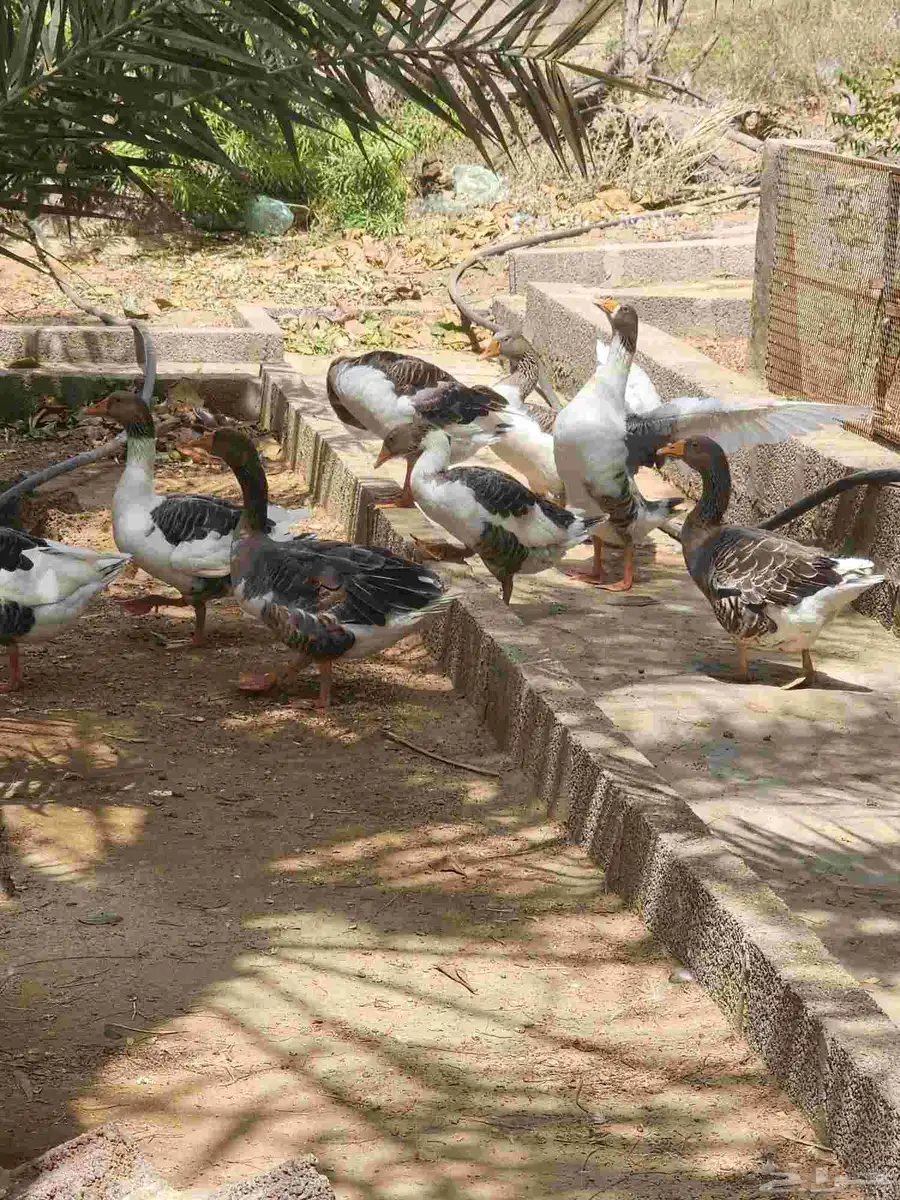 وزللبيع العدد6 الصحه سليمه ولله الحمد. السعر الواحده ب80 2