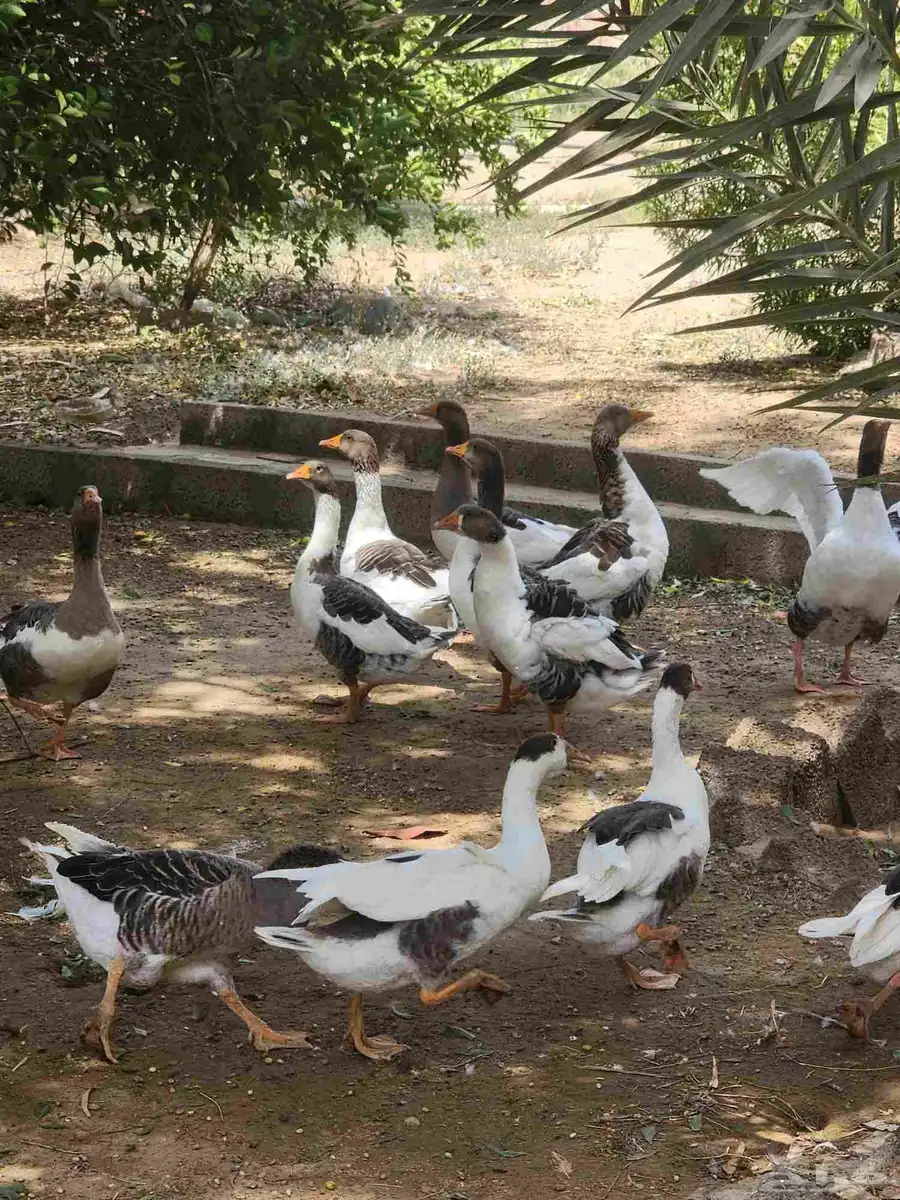 وزللبيع العدد6 الصحه سليمه ولله الحمد. السعر الواحده ب80 5