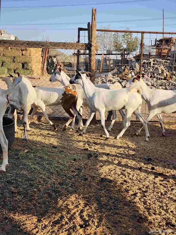 معزة بيشية تم البيع 6