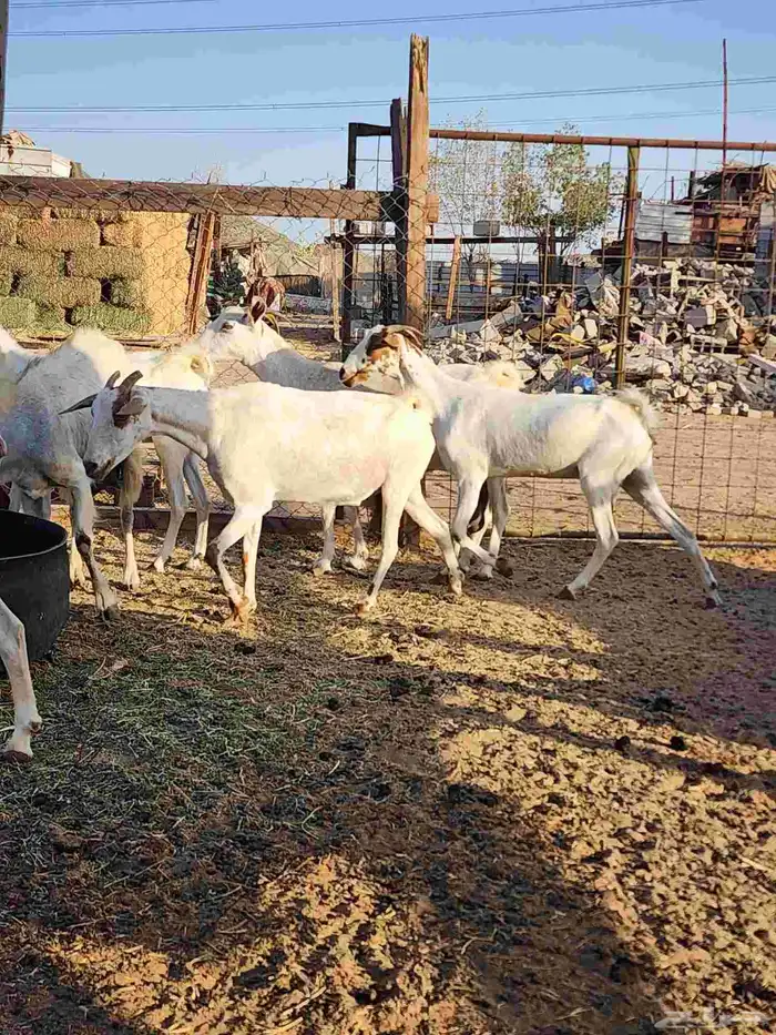 معزة بيشية تم البيع 7