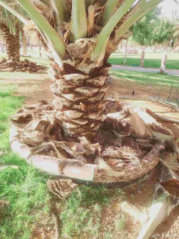 صيانه النخل تكريب تحويض قلع وغرس 0