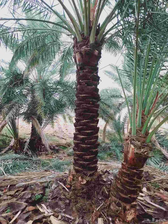 صيانه النخل تكريب تحويض قلع وغرس 6