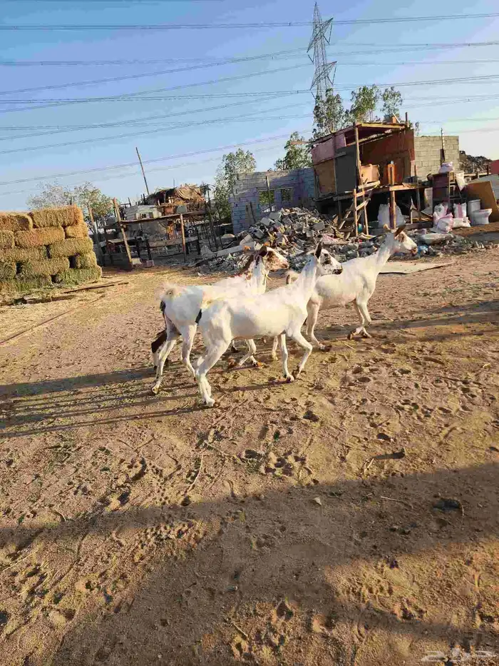 معزة بيشية تم البيع 4