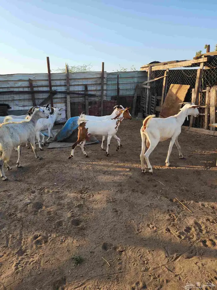 معزة بيشية تم البيع 0