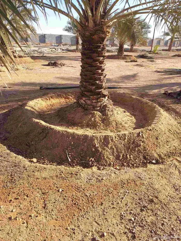 صيانه النخل تكريب تحويض قلع وغرس 2