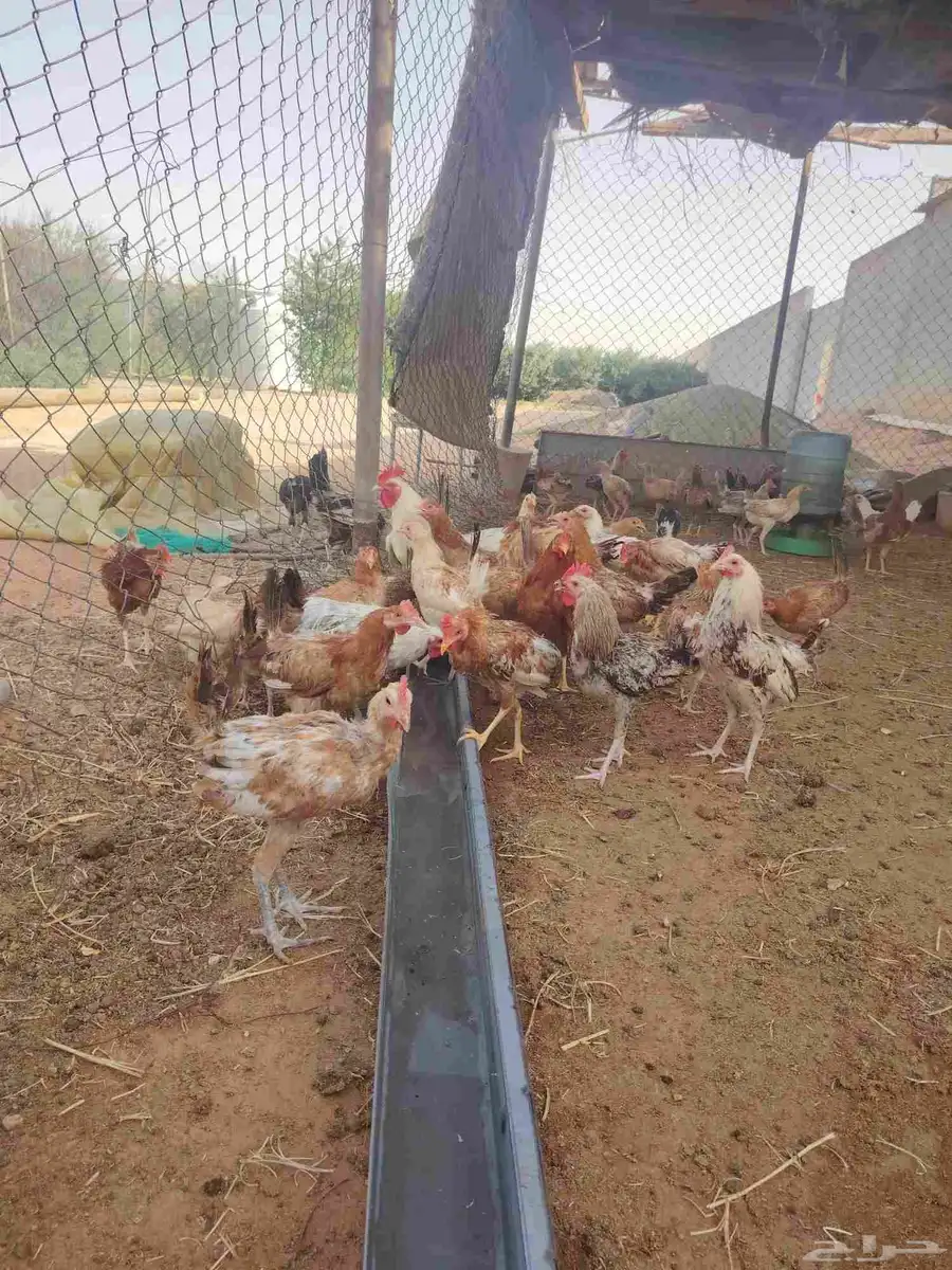 دجاج 1