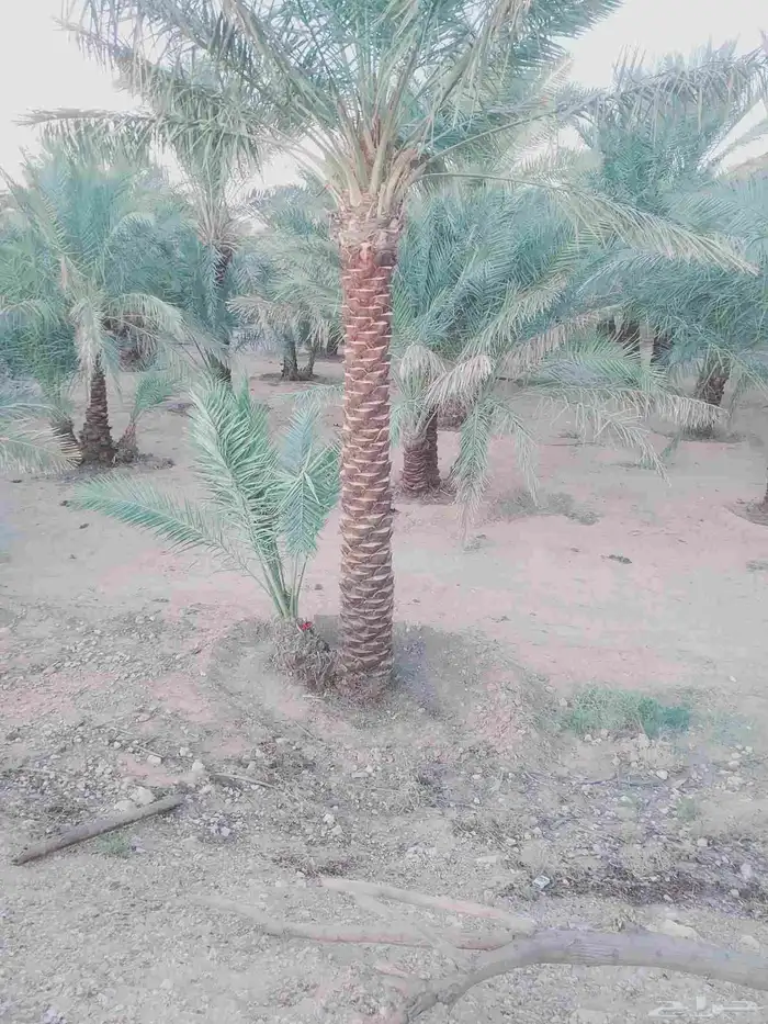 صيانه النخل تكريب تحويض قلع وغرس 4