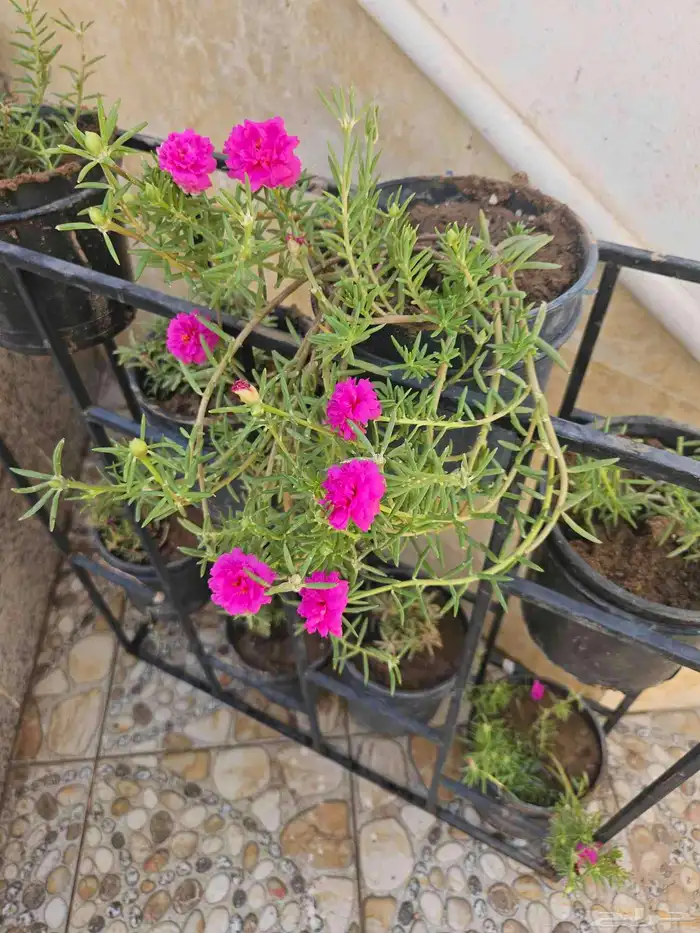 شتلات ورد ب 10 ريال 0