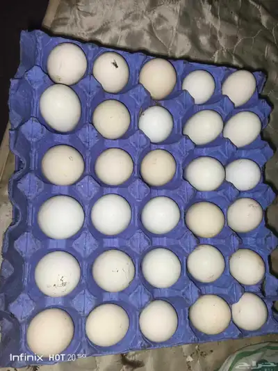 يوجد لدينا بيض سمان وبيض دجاج بلدي مخصب وللاكل 11