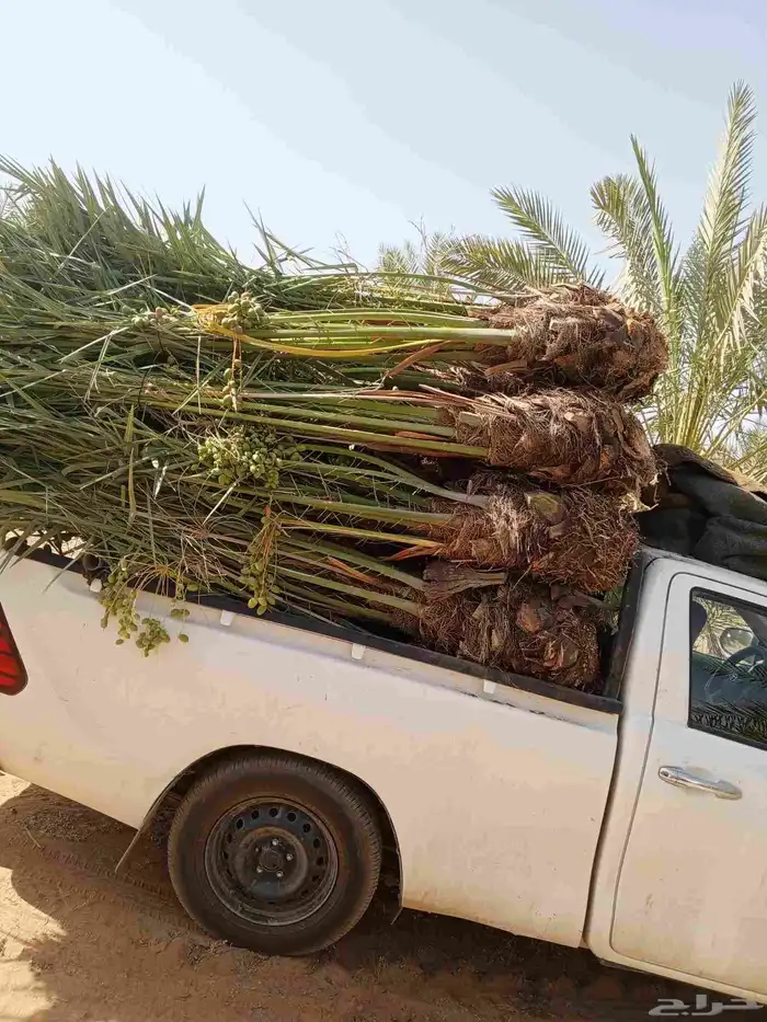 يوجد لدينا نخل للبيع عربي مثمر 28حبه لتواصل 0