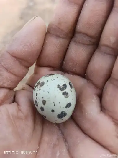 يوجد لدينا بيض سمان وبيض دجاج بلدي مخصب وللاكل 1